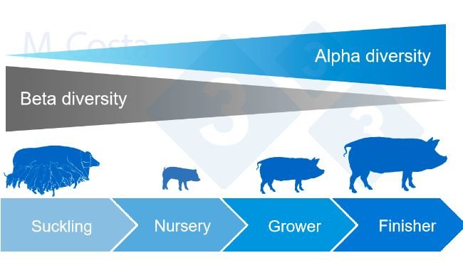 Фото 4. Динамика альфа- и бета-разнообразия в течение жизни свиньи.
