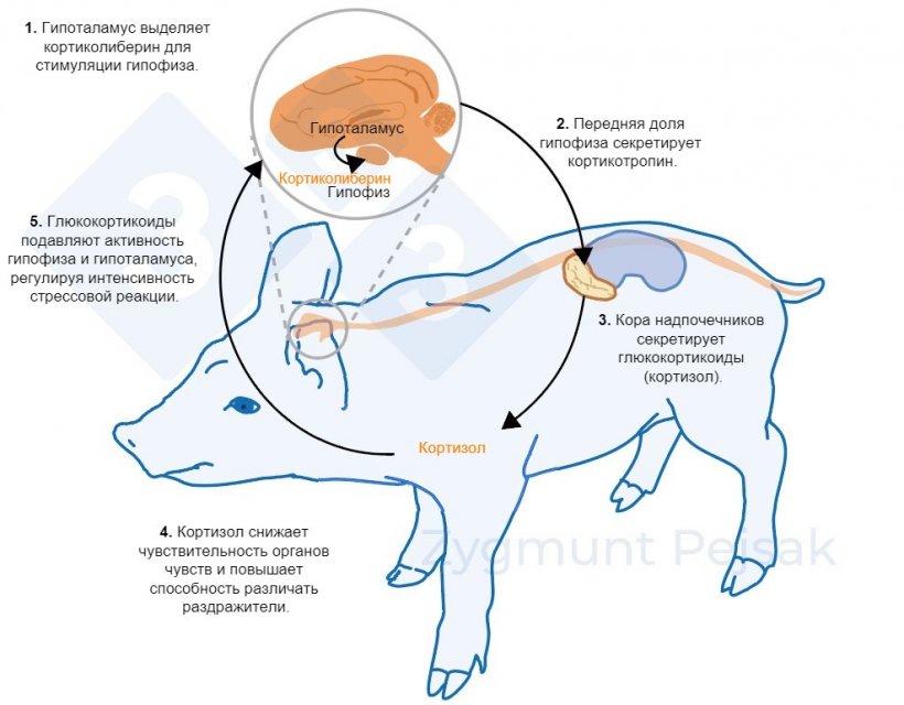 Стресс-синдром у свиней (ССС): причины, симптомы и методы лечения