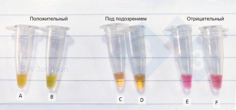 Рисунок 3. Микроцентрифужные пробирки, полученные в результате тестирования метода LAMP на месте в случае АЧС. A: селезенка от мертвой свиноматки, B: ротовая жидкость той же свиноматки, что и A, другие: подозрительные и отрицательные ротовые жидкости.
