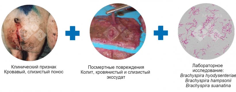 Фото 2.Триада доказательств позволяет подтвердить диагноз дизентерии свиней в данном поголовье
