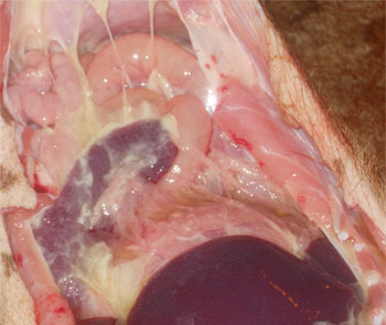 Поражения полисерозитом, обнаруженные  при системном заболевании микоплазмозом hyorhinis