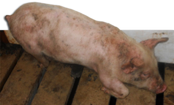 Хромота после отъема поросят от свиноматки – частый клинический признак, наблюдаемый при внутреннем поражении микоплазмой hyorhinis.   