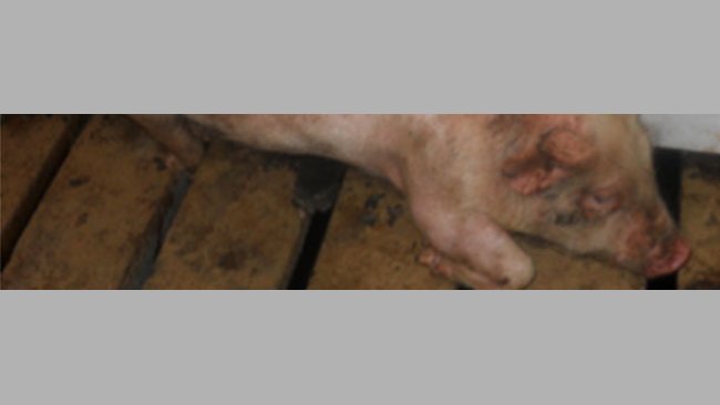 Хромота после отъема поросят от свиноматки – частый клинический признак, наблюдаемый при внутреннем поражении микоплазмой hyorhinis.  