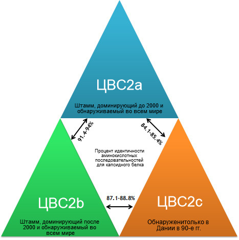 Основные генотипы ЦВС-2 и их соотношение на основе гена капсидного белка вируса