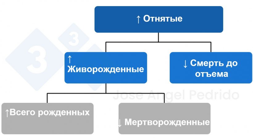 Рисунок&nbsp;1.&nbsp;Схема решений для увеличения количества отнятых поросят
