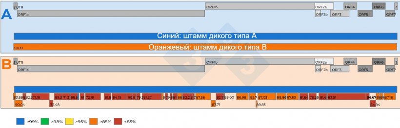 Рисунок 2: A) Схематическое изображение сравнения двух полных геномных последовательностей вируса РРСС, восстановленных из объединенного образца сыворотки 15:1 с Ct 18,4. Один вирус был установлен в качестве референта (синий цвет). Уровень нуклеотидного сходства между вирусами представлен числами в красных квадратных полях. B) Схематическое изображение сравнения двух геномных последовательностей вируса РРСС, восстановленных из объединенного образца сыворотки 5:1 с Ct 19,5. Один вирус был установлен в качестве референтного штамма (синий цвет). Уровень нуклеотидного сходства между фрагментами генома, восстановленными из второго вируса, закодирован цветом и также представлен числами в красных квадратных полях. Гены генома РРСС представлены в верхней части обеих панелей A и B. Отдельные ОРС, присутствующие в последовательности полного генома вируса РРСС, представлены в верхней части обеих панелей A и B.
