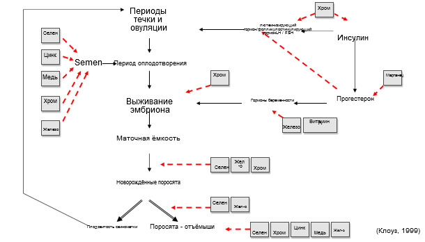 Компоненты производительности свиноматок. Роль микроэлементов. 