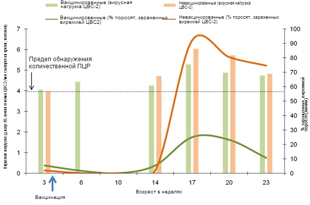 Сравнительные показатели динамики % соотношения виремичных поросят и средней вирусной нагрузки у виремичных поросят, зараженных ЦВС-2
