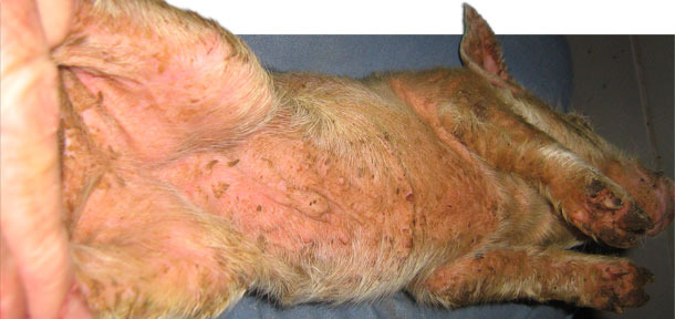 экссудативный дерматит у свиней thumbnail