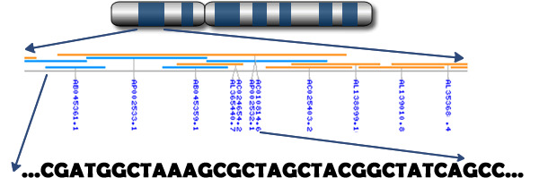 Chromosome to genes to nucleotides