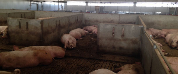 Загоны с групповым содержанием для супоросных свиноматок, реконструированные в соответствии с требованиями закона о благополучии животных.