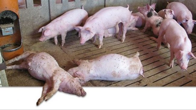 Мертвые свиньи на ферме