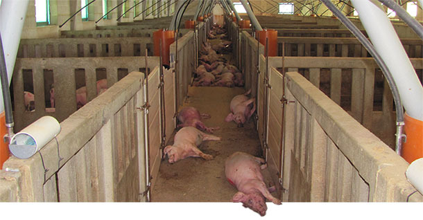 Мертвые свиньи на ферме