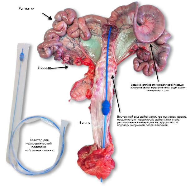 Репродуктивные органы свиньи