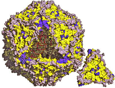Структура вирусной частицы ЦВС-2