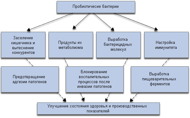 Механизмы положительного влияния пробиотиков на рост и состояние здоровья животных.