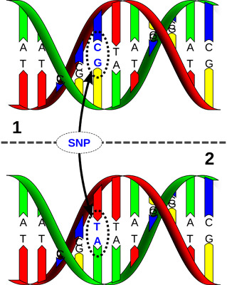 Геномика – связь SNP и продуктивности.
