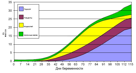 Увеличение массы поросят, плаценты, жидкостей и молочных желез в течение беременности.