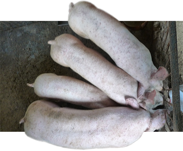 Наличие свиней с неоднородным весом на фермах, пострадавших от ЦВС-2 - СЗ и ЦВС-2 - СИ, не является отклонением от нормы. 