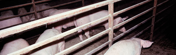 Классический пример свиньи с острой АПП в угнетённом состоянии, страдающей одышкой