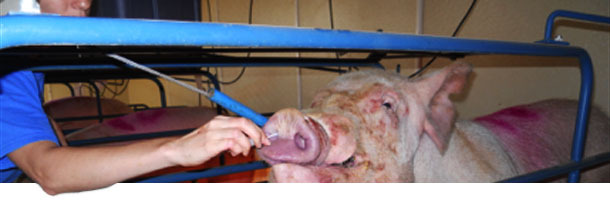 Взятие назальных мазков у свиноматок для кПЦР на M. Hyorhinis