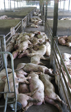 Многочисленные мертвые и умирающие свиньи.