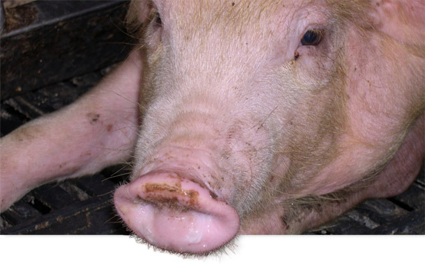 Непрекращающиеся РРСС и свиной грипп у 6-недельных поросят на доращивании.