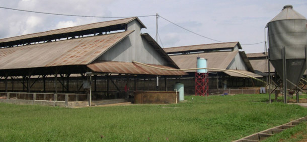 Помещения откорма на описываемой ферме, с защитой от грызунов и птиц, типичные для ферм юго-восточной Азии.