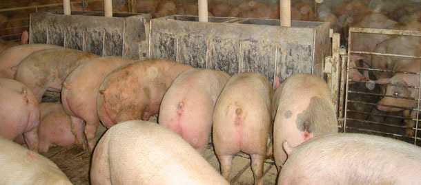 Двусторонняя кормушка с десятью «проёмами» 1,83 м (84 дюйма) в длину за 2 - 3 недели до первого перемещения свиней на продажу.