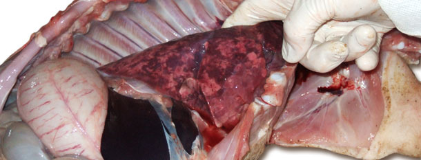 Увеличенные, расправленные, эластичные легкие с пятнами свидетельствуют об интерстициальной пневмонии