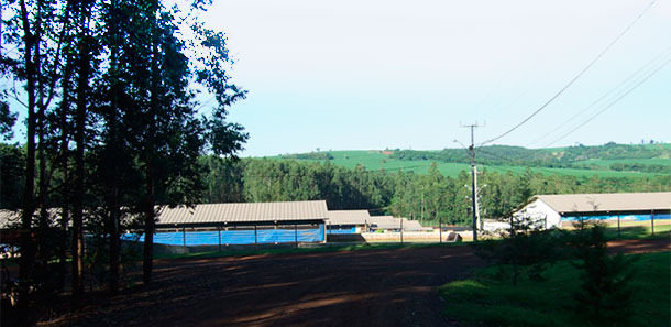 Pig farm