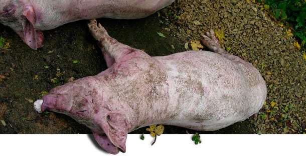Примерный список паразитарных инфекций у свиней: