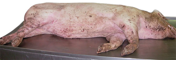 Мертвая свинья: вскрытие и забор проб осуществлены во время второго посещения фермы