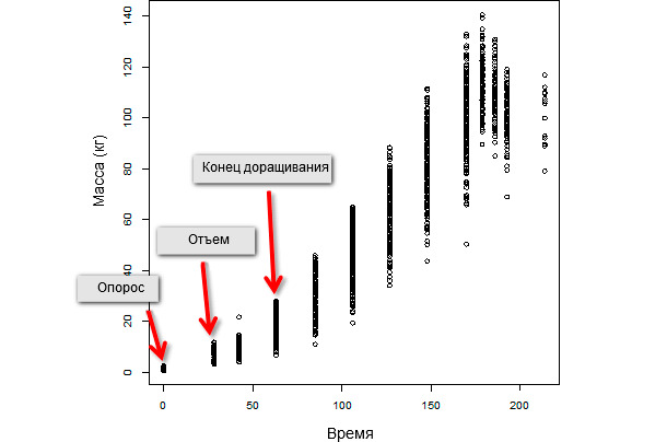 Evolution of body weight over time of an entire population consisting of 347 weaned animals