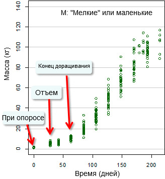 Evolution of live weight