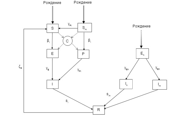Эпидемиологическая модель циркуляции ЦВС-2