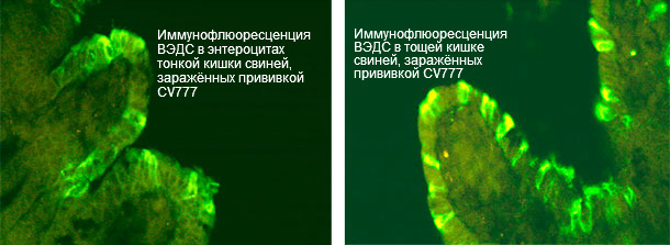 Иммунофлюоресценция ВЭДС у свиней, заражённых прививкой CV777 