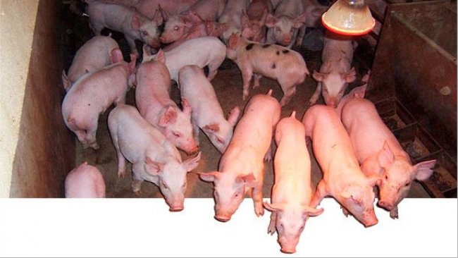 Показатели растущих и откормочных свиней являются умеренно наследуемыми.