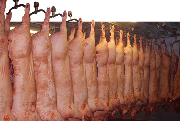 Многие показатели туши и мяса имеют наследуемость от умеренной до высокой и легко достигаются при помощи селекции.
