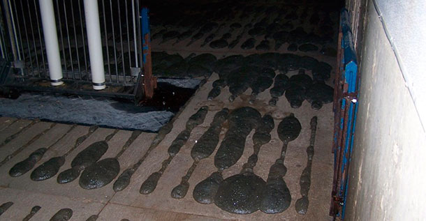 Foam creeping up through slatted flooring.