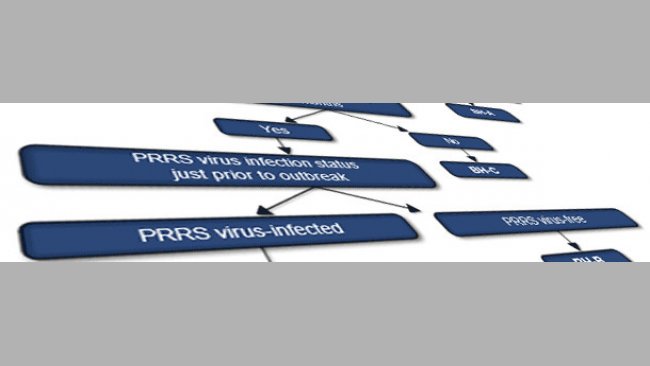 Система классификации вируса РРСС для маточного поголовья