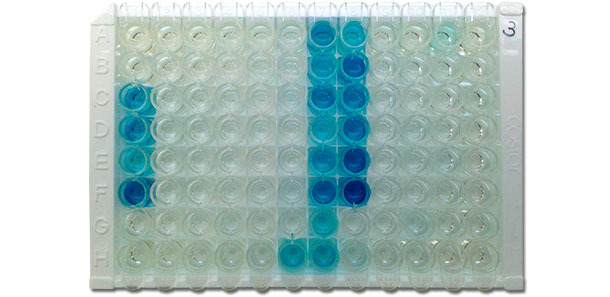 Фотография иммунологического планшета для ИФА фирмы IDEXX, показывающий положительные результаты (синий цвет) и отрицательные результаты (без цвета). 