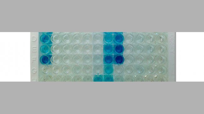 Фотография иммунологического планшета для ИФА фирмы IDEXX, показывающий положительные результаты (синий цвет) и отрицательные результаты (без цвета). 