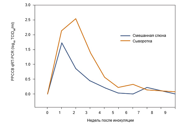 Serum and oral fluid PRRSV qRT-PCR results by post-inoculation week