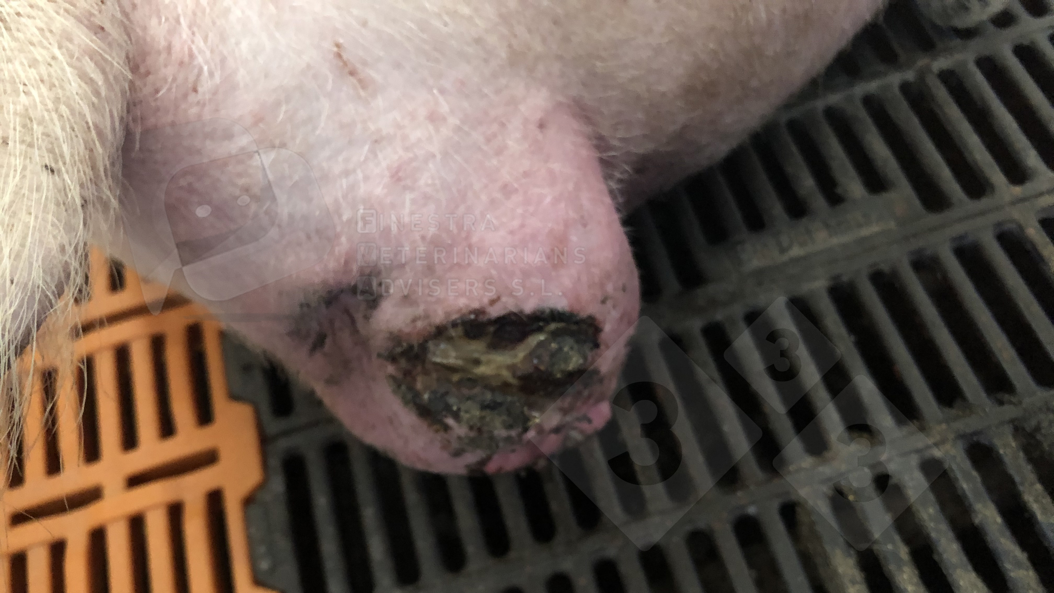 разрыв пизды Разрыв вульвы фотографии - 17-Фев-2023 - pig333.ru, от фермы к рынку